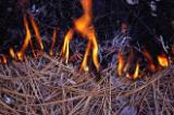 In this close-up, the flames of a control fire, set by the forest service to pr event wildfires, consume dry pine needles.